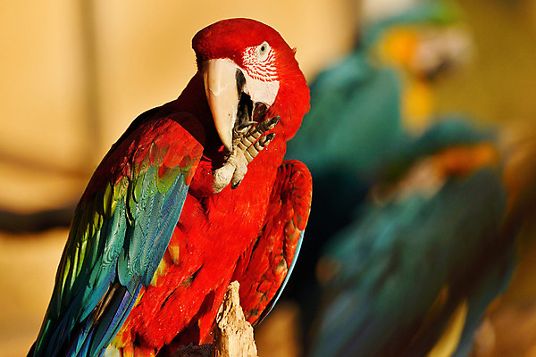 포토 JPG 주간 동물 육지동물 야생동물 조류 세마리 사람없음 야외 아웃포커스 앵무새 국내포토 자연요소 촬영기법 3 파일형식