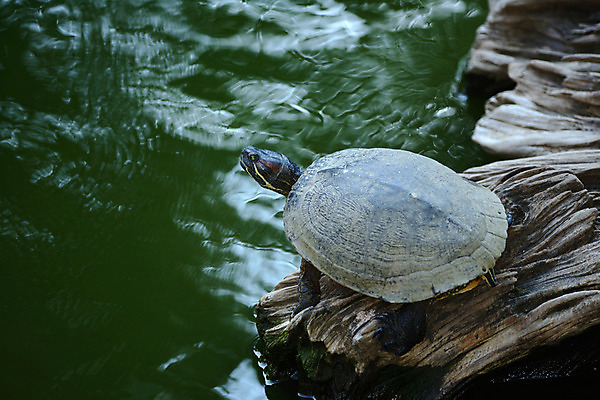 포토 JPG 주간 동물 한마리 육지동물 야생동물 파충류 사람없음 야외 돌_바위 바위 거북이 국내포토 자연요소 1 파일형식