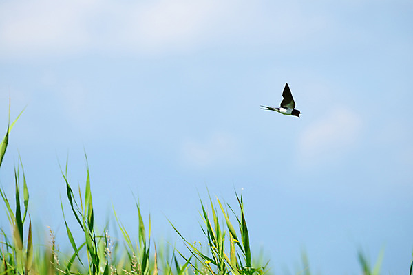 포토 JPG 주간 구름 한마리 조류 하늘 사람없음 야외 비행 풀 국내포토 자연요소 식물 동물 1 파일형식