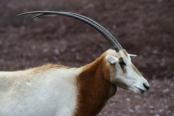 포토 JPG 주간 동물 한마리 육지동물 야생동물 포유류 염소 뿔 사람없음 야외 국내포토 자연요소 1 파일형식