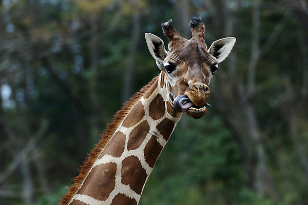 포토 JPG 주간 동물 한마리 육지동물 야생동물 포유류 사람없음 야외 기린 국내포토 자연요소 1 파일형식