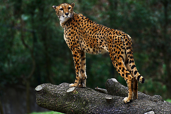 포토 JPG 주간 동물 한마리 육지동물 야생동물 포유류 사람없음 야외 치타 국내포토 자연요소 1 파일형식