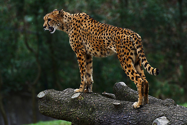 포토 JPG 주간 나무 동물 한마리 육지동물 야생동물 포유류 사람없음 야외 치타 국내포토 자연요소 식물 1 파일형식