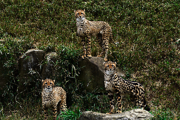 포토 JPG 주간 동물 육지동물 야생동물 포유류 세마리 사람없음 야외 돌_바위 바위 치타 국내포토 자연요소 3 파일형식