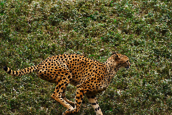 포토 JPG 주간 동물 한마리 육지동물 야생동물 포유류 초원 사람없음 야외 달리기 치타 국내포토 자연요소 1 모션 파일형식