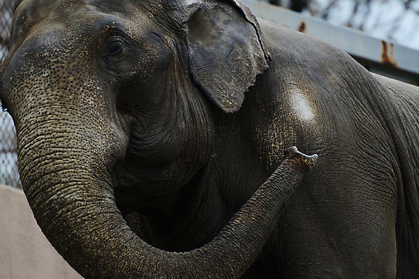 포토 JPG 주간 동물 한마리 육지동물 야생동물 포유류 코끼리 사람없음 야외 코 국내포토 자연요소 1 신체부위 파일형식