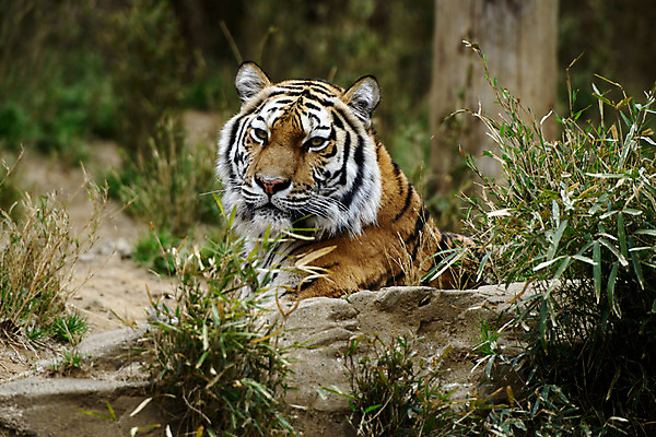 포토 JPG 주간 동물 한마리 육지동물 야생동물 포유류 동물원 사람없음 야외 돌_바위 바위 풀 호랑이 국내포토 자연요소 식물 1 파일형식