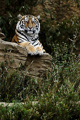 포토 JPG 주간 동물 한마리 육지동물 야생동물 포유류 동물원 사람없음 야외 돌_바위 바위 풀 호랑이 국내포토 자연요소 식물 1 파일형식