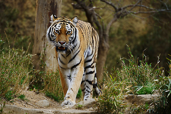 포토 JPG 주간 동물 한마리 육지동물 야생동물 포유류 동물원 사람없음 야외 풀 호랑이 국내포토 자연요소 식물 1 파일형식