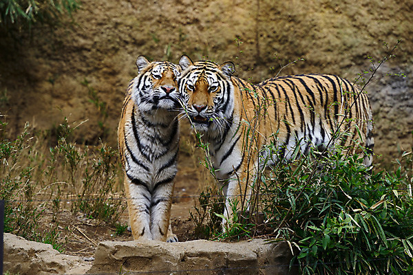 포토 JPG 주간 동물 육지동물 야생동물 두마리 포유류 동물원 사람없음 야외 돌_바위 바위 풀 호랑이 국내포토 자연요소 식물 2 파일형식