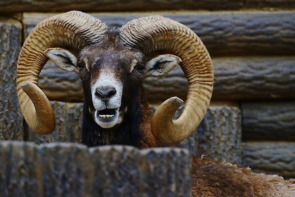 포토 JPG 주간 동물 한마리 육지동물 야생동물 포유류 뿔 동물원 사람없음 야외 산양 국내포토 자연요소 1 양 멸종위기동물 파일형식