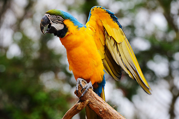 포토 JPG 주간 나무 동물 한마리 육지동물 야생동물 조류 사람없음 야외 앵무새 트로피컬아트 국내포토 자연요소 식물 1 그림 파일형식