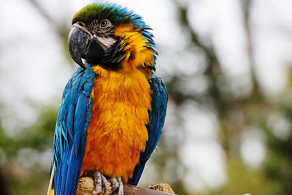 포토 JPG 주간 동물 한마리 육지동물 야생동물 조류 사람없음 야외 앵무새 트로피컬아트 국내포토 자연요소 1 그림 파일형식