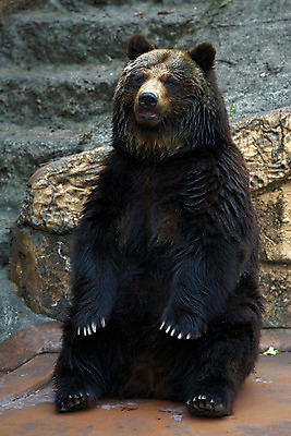 포토 JPG 주간 동물 한마리 육지동물 야생동물 곰 포유류 앉기 사람없음 야외 국내포토 자연요소 1 모션 파일형식