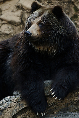 포토 JPG 주간 동물 한마리 육지동물 야생동물 곰 포유류 사람없음 야외 국내포토 자연요소 1 파일형식