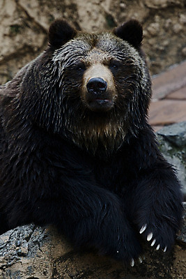 포토 JPG 주간 동물 한마리 육지동물 야생동물 곰 포유류 사람없음 야외 국내포토 자연요소 1 파일형식