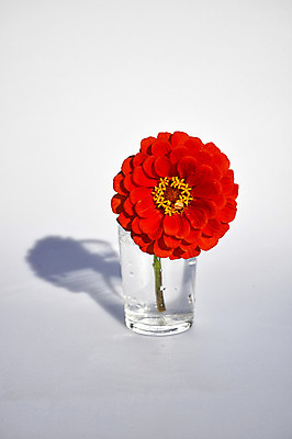 포토 JPG 스튜디오촬영 식물 꽃 컬러 한송이 자연 실내 그림자 사람없음 컵 빨간색 백일홍 국내포토 1 식기 내부 생태계 송이 파일형식