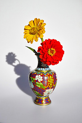 포토 JPG 스튜디오촬영 식물 꽃 화분 컬러 자연 실내 그림자 사람없음 빨간색 노란색 백일홍 국내포토 내부 생태계 파일형식