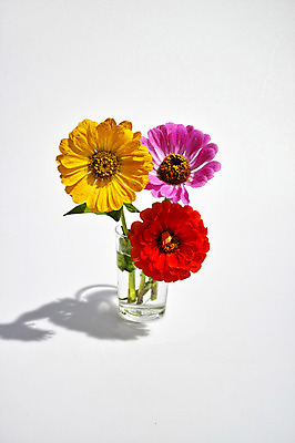 포토 JPG 스튜디오촬영 식물 꽃 줄기 분홍색 컬러 자연 실내 그림자 사람없음 컵 빨간색 물 노란색 백일홍 국내포토 자연요소 식기 내부 생태계 파일형식