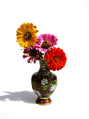 포토 JPG 스튜디오촬영 식물 꽃 화분 여러송이 자연 실내 사람없음 컬러풀 백일홍 국내포토 컬러 다수 내부 생태계 파일형식