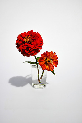 포토 JPG 스튜디오촬영 식물 꽃 줄기 컬러 잎 자연 실내 그림자 사람없음 컵 빨간색 물 두송이 백일홍 국내포토 자연요소 식기 2 내부 생태계 파일형식