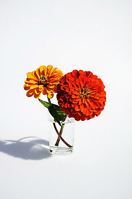 포토 JPG 스튜디오촬영 식물 꽃 줄기 컬러 자연 실내 그림자 사람없음 컵 빨간색 물 노란색 백일홍 국내포토 자연요소 식기 내부 생태계 파일형식