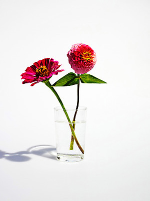 포토 JPG 스튜디오촬영 식물 꽃 줄기 컬러 잎 자연 실내 사람없음 컵 빨간색 물 두송이 백일홍 국내포토 자연요소 식기 2 내부 생태계 파일형식