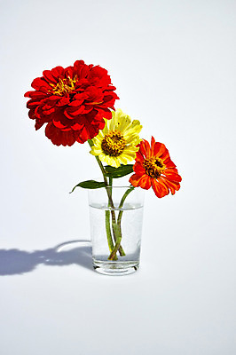 포토 JPG 스튜디오촬영 식물 꽃 줄기 컬러 잎 자연 실내 그림자 사람없음 컵 빨간색 물 노란색 세송이 백일홍 국내포토 자연요소 식기 3 내부 생태계 파일형식