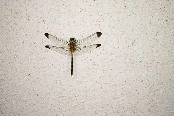 포토 JPG 주간 한마리 곤충 절지류 자연 근접촬영 사람없음 야외 벌레 잠자리 국내포토 자연요소 동물 1 뷰포인트 생태계 파일형식