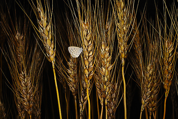 포토 JPG 식물 곡류 사람없음 야외 벼 이삭 국내포토 파일형식