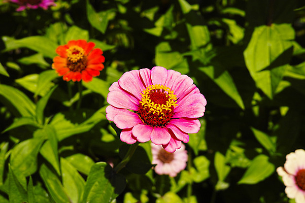 포토 JPG 주간 식물 꽃 분홍색 컬러 잎 자연 사람없음 야외 빨간색 국내포토 자연요소 생태계 파일형식