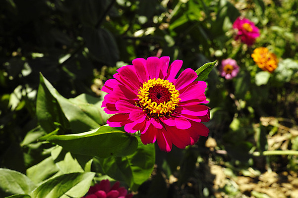 포토 JPG 주간 식물 꽃 분홍색 컬러 잎 자연 근접촬영 사람없음 야외 백일홍 국내포토 자연요소 뷰포인트 생태계 파일형식
