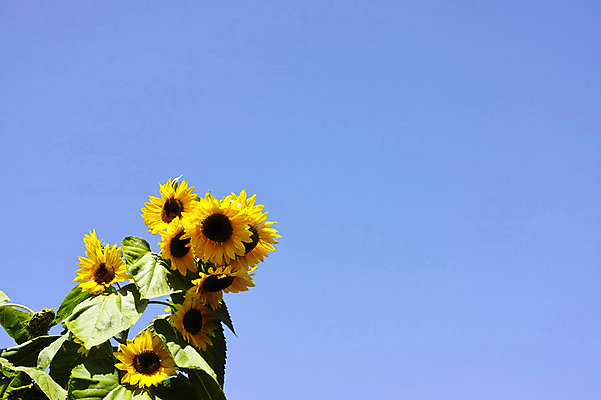 포토 JPG 주간 식물 꽃 컬러 여러송이 잎 자연 하늘 해바라기 사람없음 야외 노란색 국내포토 자연요소 다수 생태계 파일형식