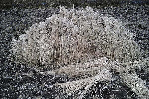 포토 JPG 주간 식물 자연 사람없음 야외 짚더미 국내포토 자연요소 볏짚 생태계 파일형식 더미