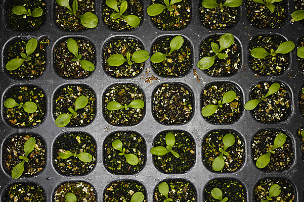 포토 JPG 주간 식물 컬러 잎 자연 사람없음 야외 초록색 새싹 흙 국내포토 자연요소 생태계 파일형식