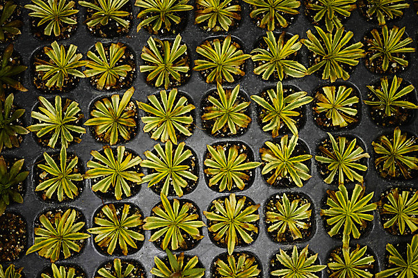 포토 JPG 주간 식물 잎 자연 사람없음 야외 흙 풀 국내포토 자연요소 생태계 파일형식