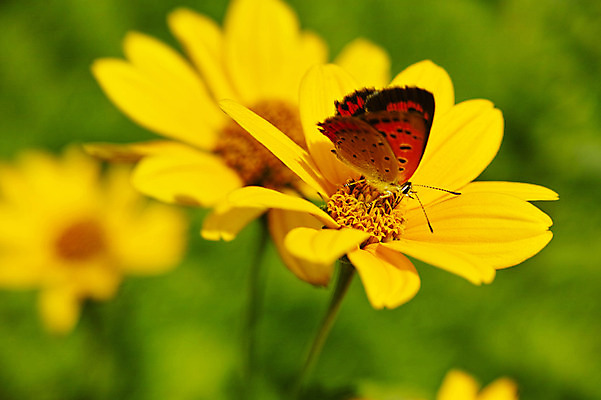 포토 JPG 주간 식물 꽃 컬러 나비 곤충 자연 근접촬영 사람없음 야외 노란색 벌레 국내포토 자연요소 동물 뷰포인트 생태계 파일형식