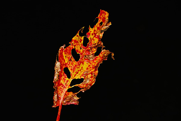 포토 JPG 주간 식물 단풍 낙엽 잎 자연 사람없음 야외 태움 국내포토 자연요소 생태계 파일형식