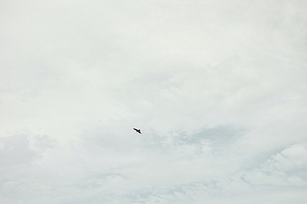 포토 JPG 주간 구름 한마리 조류 하늘 사람없음 야외 비행 국내포토 자연요소 동물 1 파일형식