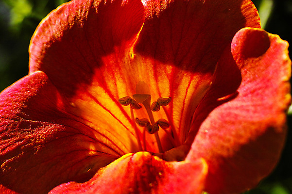 포토 JPG 주간 식물 꽃 컬러 자연 근접촬영 사람없음 야외 빨간색 꽃술_꽃 국내포토 자연요소 뷰포인트 생태계 파일형식