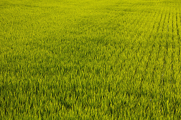 포토 JPG 주간 식물 컬러 자연 곡류 사람없음 야외 초록색 농작물 모내기 논밭 국내포토 자연요소 밭 농업 논 생태계 파일형식