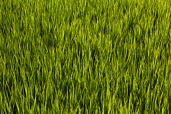 포토 JPG 주간 식물 컬러 잎 자연 논 사람없음 야외 초록색 벼 풀 국내포토 자연요소 농업 곡류 생태계 파일형식