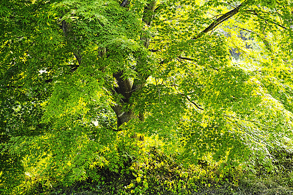 포토 JPG 주간 나무 식물 컬러 잎 자연 사람없음 야외 초록색 나뭇가지 숲 국내포토 자연요소 생태계 파일형식