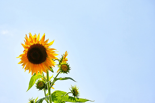 포토 JPG 주간 식물 꽃 컬러 잎 자연 하늘 해바라기 사람없음 야외 노란색 꽃봉오리 국내포토 자연요소 생태계 파일형식