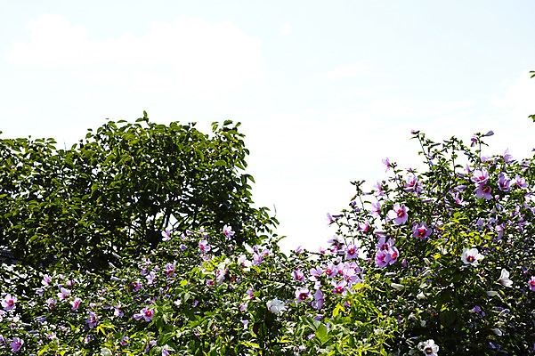 포토 JPG 주간 식물 꽃 분홍색 컬러 여러송이 하늘 사람없음 야외 무궁화 국내포토 자연요소 다수 파일형식