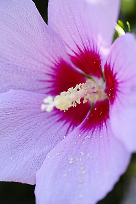 포토 JPG 주간 식물 꽃 분홍색 컬러 자연 근접촬영 사람없음 야외 무궁화 국내포토 자연요소 뷰포인트 생태계 파일형식