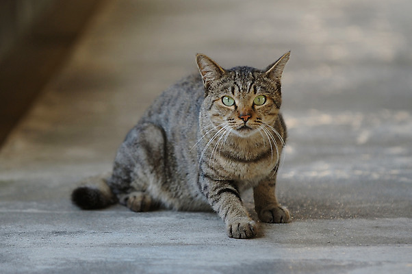 포토 JPG 주간 동물 한마리 육지동물 야생동물 포유류 거리 사람없음 야외 고양이 동물라이프 반려 국내포토 자연요소 1 라이프스타일 반려동물 파일형식