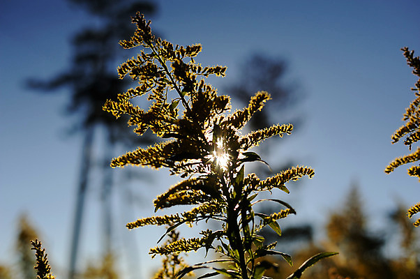 포토 JPG 주간 식물 자연 사람없음 야외 아웃포커스 햇빛 국내포토 자연요소 촬영기법 태양 생태계 파일형식