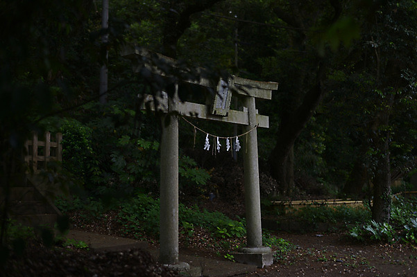 포토 JPG 주간 나무 식물 전통 해외풍경 해외 건축물 고건축 자연 풍경 사람없음 야외 일본 일본건축 토리이 국내포토 자연요소 건축 아시아 동양건축 생태계 신사 파일형식