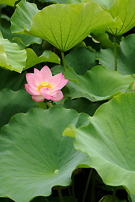 포토 JPG 주간 식물 꽃 분홍색 컬러 한송이 자연 연꽃 사람없음 야외 연못 연잎 국내포토 자연요소 1 잎 생태계 송이 파일형식